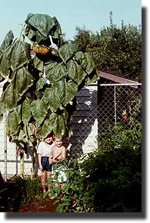 Our world record sunflowers!