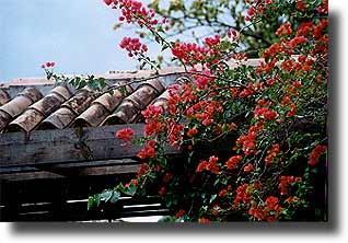 Red roof and flowers
