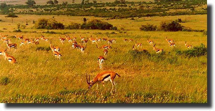 Gazelle in the Masai Mara