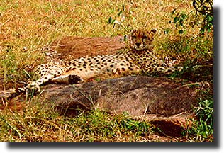 taking a nap...