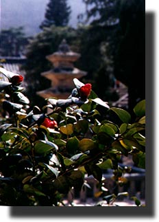 Korean Camelias