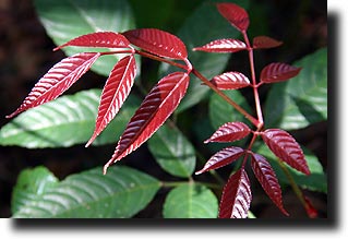 Red fern actually from Matheran, but that's ok)