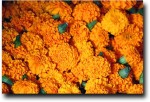 Marigolds were everywhere, as they are used for garlands at temples