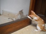 The kitties play with each other through the screen door