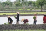 Planting rice on Lombok
