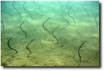 Garden eels welcome us as we came in and out of the water.
