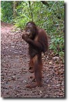 Who knew that orangutans could stand up so well?!