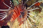 Cool lionfish - look but don't touch!