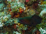 Here's the first moray we saw - looks like he's getting ready for lunch!