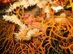 Really cool interplay of shapes and textures allover the reefs. Check out the red brittle star in the middle of all that stuff.