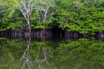 Peaceful mangroves reflected in the river.