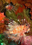 There were other cool creatrues as well - here are two lionfish hanging out.