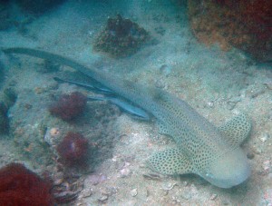 A resting Leopard shark with a couple of remoras. Cool stuff!