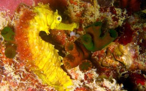 And here's the first seahorse we saw. Proud to say that I'm the one who found him/her. Love the flamey mane on his head - we decided the official name should be the Red-Necked Seahorse.