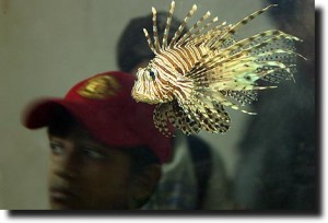 Lionfish with kids in the background