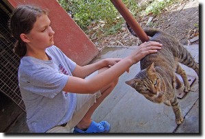 Alea and the CSR cat
