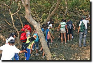 ASB in the mangroves