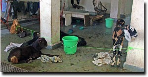 Eid goats in the basement