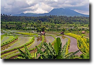 View over the Balinese rice paddies to a volcano in the distance