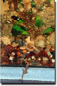 Gecko watching fish