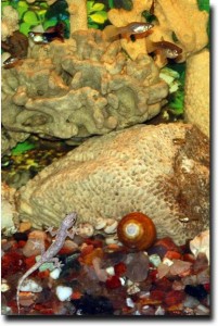 Gecko watching fish