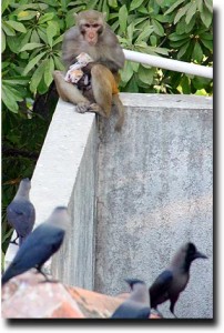 Mother monkey protects baby kittens against the crows