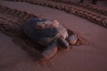 A mother turtle returning to the sea after a night laying eggs.