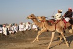 Camel racing - hang on!!