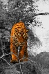 Prowling tiger (Ranthambore)