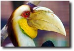 Gorgeous toucanesque thing