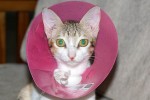 Linsea poses in her cone of shame