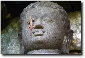 A Buddha statue with a new friend...