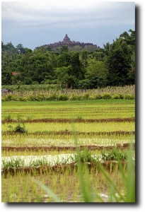 We could see Borodubur as we explored the rice paddies around the area