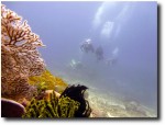 Sneaking up on the fan coral