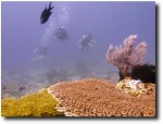 Beautiful sea life