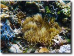 Clownfish clowning around in an anemone