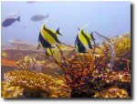 Lovely fish and coral!