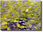More fish than you can shake a stick at!