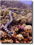 Banded sea snake