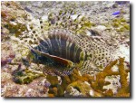 Lionfish (or scorpionfish - I'm never sure which is which)