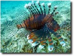 Lionfish (or scorpionfish - I'm never sure which is which)