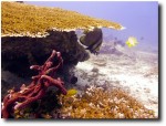 Sea life