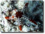 Starfish - not too many in these waters