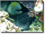 Moray eel - we saw bunches of eels, of all shapes and sizes!