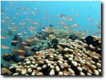 Fish over coral
