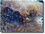 Clownfish in anemone