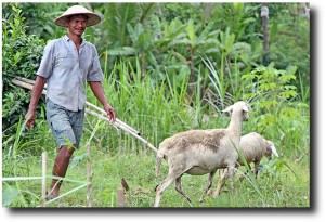 A man tends his flocks among the green