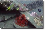 Right off the shore is the wreck of a WWII ship, which is teeming with wildlife