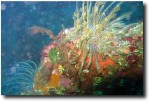 We bought a "garage sale" underwater camera housing, and were able to take some pretty cool shots.