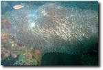 Looking down, and the sealife was astounding.